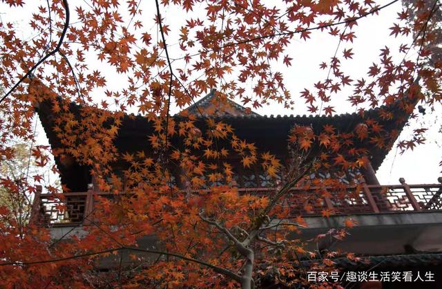 【开云电竞】上肢固定网布上肢吊带-蒙泰护理(图2) 开云电竞