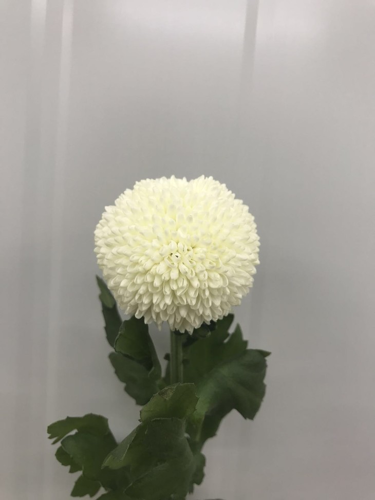 开云电竞-药品管理再添新目录CFDA酝酿处方药网上销售目录(图1) 开云电竞app下载安装