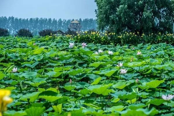 【开云电竞官网】自制食品当心惹毒上身(图2) 开云电竞app下载安装