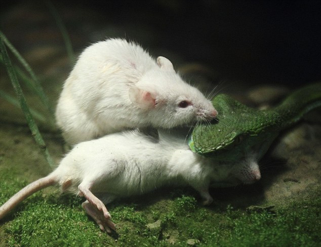 长沙新东方精英计划课程说明会圆满召开:开云电竞(图2) 开云电竞官网