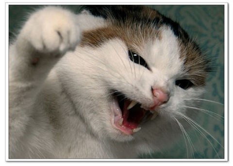 上海雷允上药业有限公司董事长:陈保华-开云电竞(图2) 开云电竞app下载安装