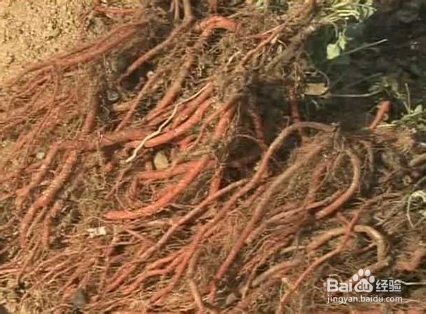 开云电竞app下载安装:高校一班16人考取研究生公布当日班主任去世(图1) 开云电竞app下载安装