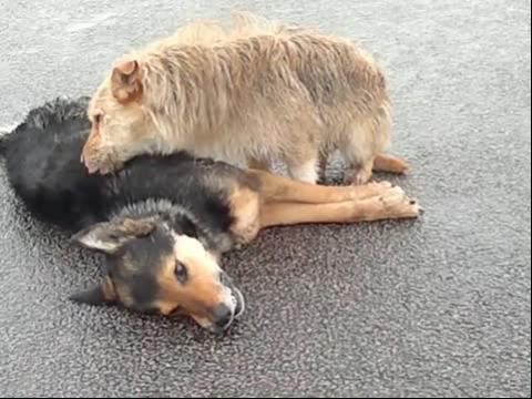 四川省商贸学校直播公共安全教育课引发共鸣【开云电竞】(图3) 开云电竞app下载安装