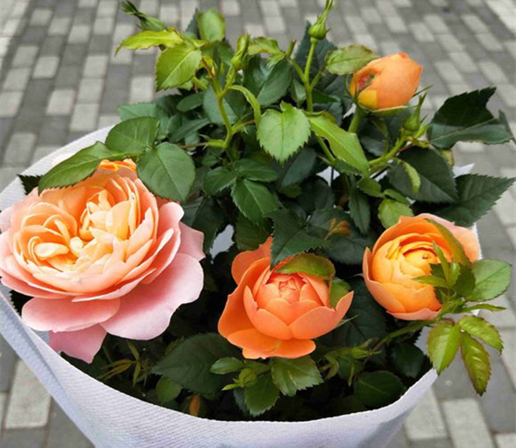 开云电竞官网|福州医院怎么治疗腰椎间盘突出(图3) 开云电竞