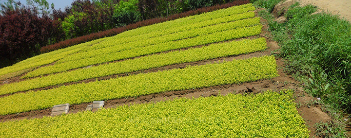 小孩子脸蛋总是红的是怎么回事呢【开云电竞app下载安装】(图4) 开云电竞