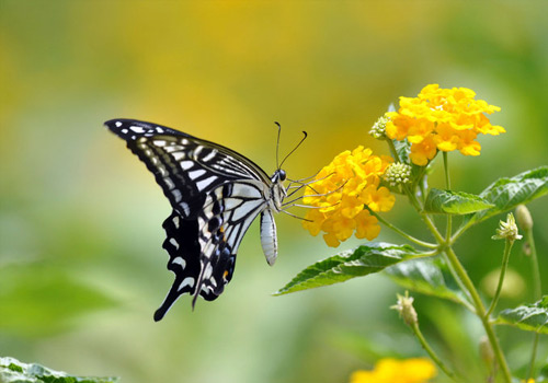 躺着看手机只是砸脸这么简单吗 对眼睛伤害也是巨大的‘开云电竞app下载安装’(图3) 开云电竞