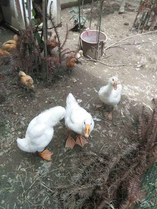 广东新增3例H7N9病例|开云电竞app下载安装(图2) 开云电竞