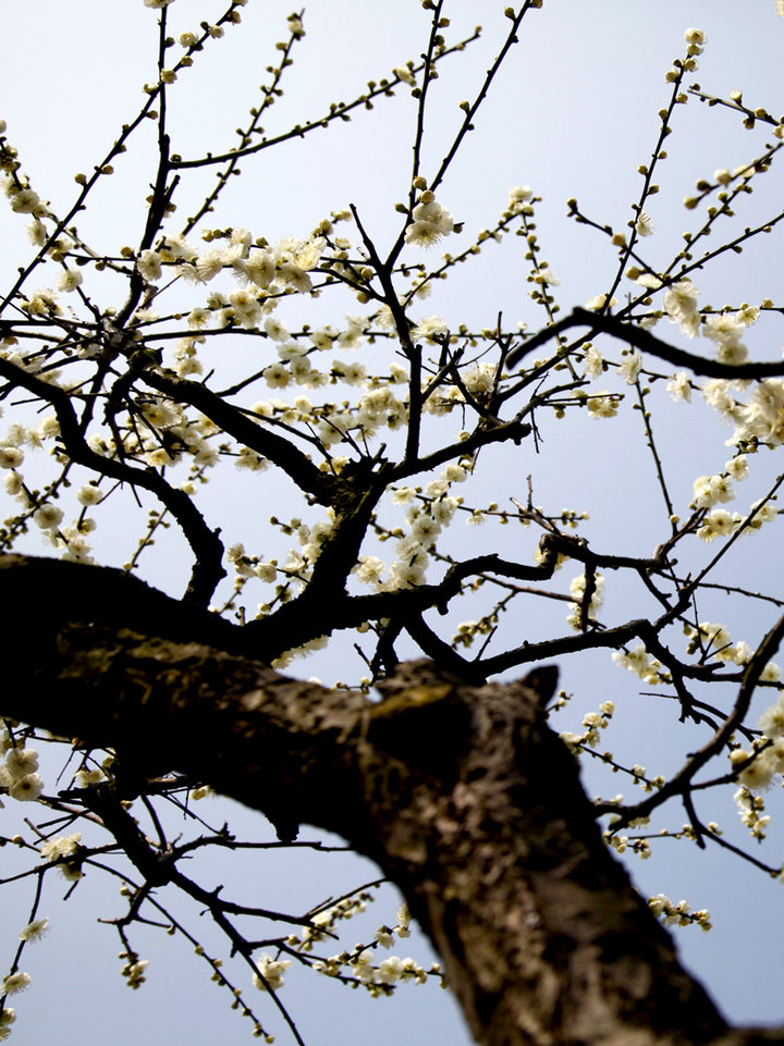 牙周炎危害大吗有什么危害|开云电竞官网(图1) 开云电竞官网